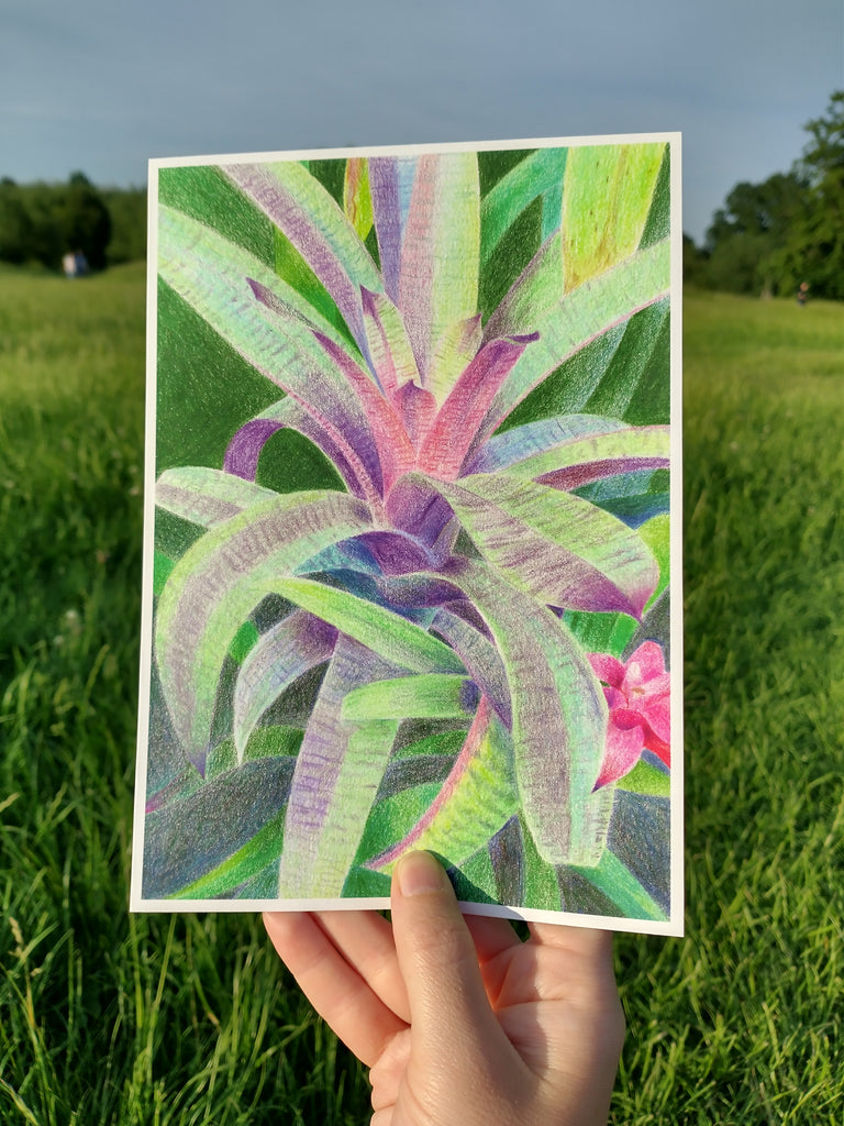 Botanical Fine Art Print - Bromeliad (A5)